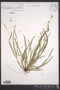 Carex laxiculmis image