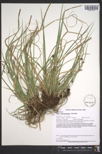 Carex nigromarginata image