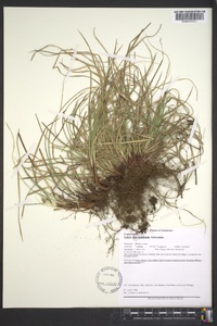 Carex nigromarginata image