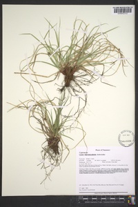 Carex nigromarginata image