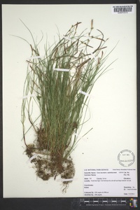 Carex lucorum image