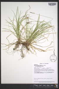 Carex lucorum image