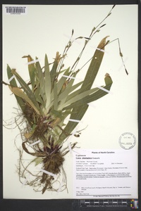 Carex plantaginea image