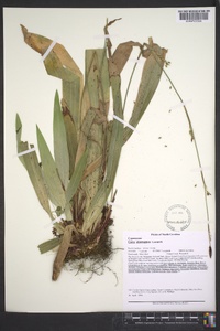 Carex plantaginea image