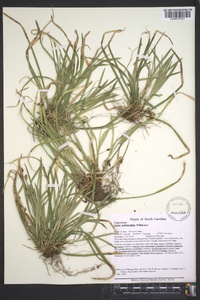 Carex pedunculata image