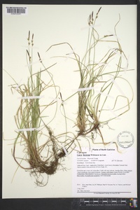 Carex lucorum image