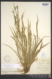 Carex leptonervia image