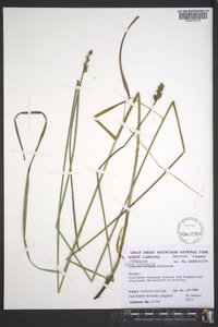 Carex normalis image