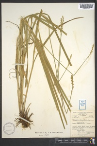 Carex normalis image