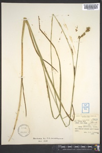 Carex normalis image