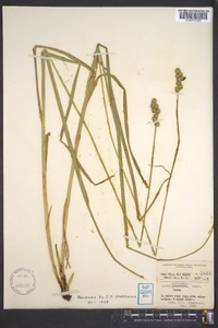 Carex normalis image