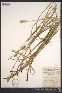 Carex normalis image