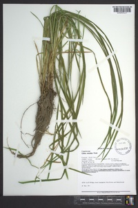 Carex prasina image