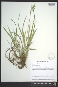 Carex prasina image