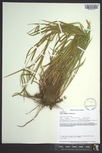 Carex prasina image