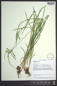 Carex prasina image