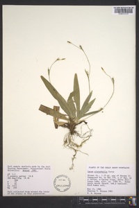 Carex platyphylla image