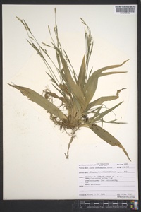 Carex platyphylla image