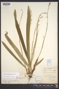 Carex plantaginea image