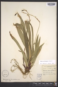 Carex plantaginea image