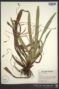 Carex plantaginea image