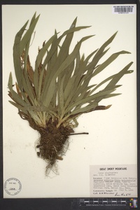 Carex plantaginea image