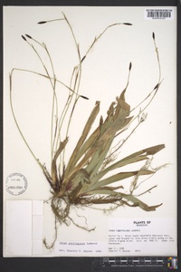 Carex plantaginea image