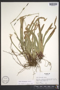 Carex plantaginea image