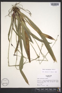 Carex plantaginea image