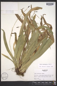 Carex plantaginea image