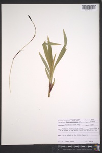 Carex plantaginea image