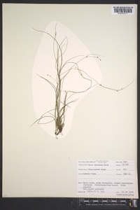 Carex trisperma image