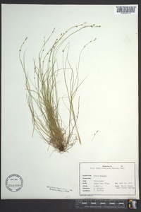 Carex radiata image