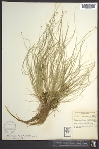 Carex radiata image