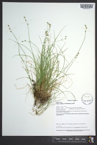 Carex radiata image