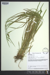 Carex prasina image