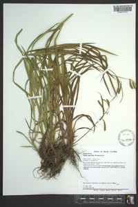 Carex prasina image