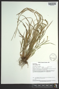 Carex prasina image