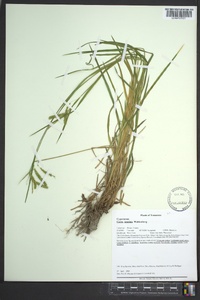 Carex prasina image