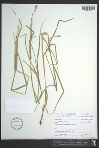 Carex projecta image