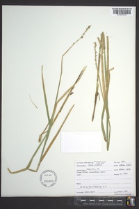 Carex projecta image