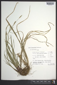 Carex purpurifera image