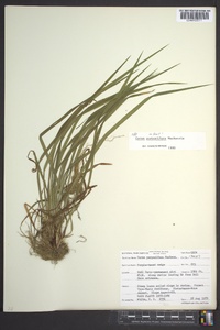 Carex purpurifera image