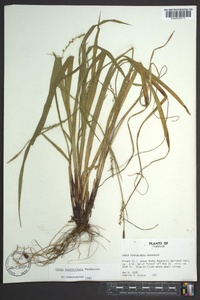 Carex purpurifera image