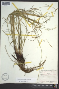 Carex purpurifera image