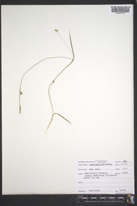 Carex styloflexa image