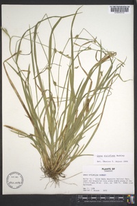 Carex styloflexa image