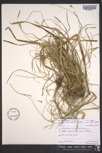 Carex styloflexa image