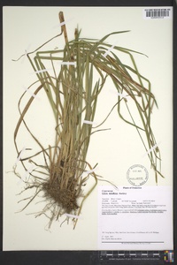 Carex styloflexa image