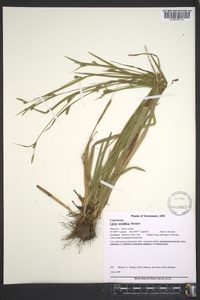 Carex styloflexa image